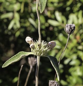 Phlomis purpurea L. subsp. purpurea [9/9]