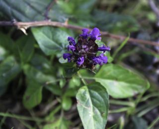 Prunella vulgaris L. [1/3]