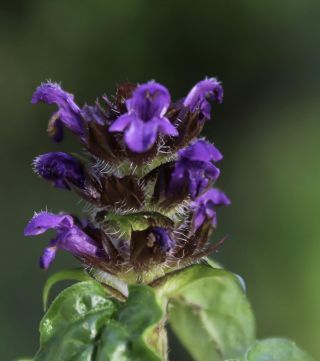 Prunella vulgaris L. [2/3]