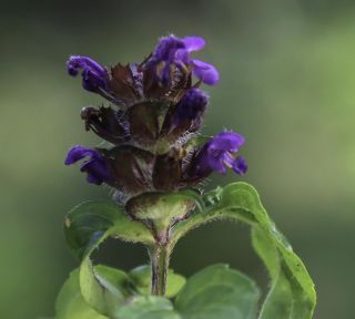 Prunella vulgaris L. [3/3]