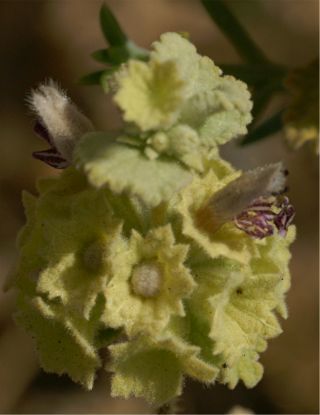 Pseudodictamnus hirsutus (Willd.) Salmaki & Siadati [3/11]