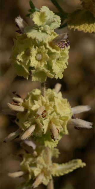 Pseudodictamnus hirsutus (Willd.) Salmaki & Siadati [5/11]