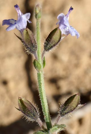 Salvia aegyptiaca L. [3/13]