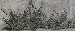 Salvia aegyptiaca L. [12/13]