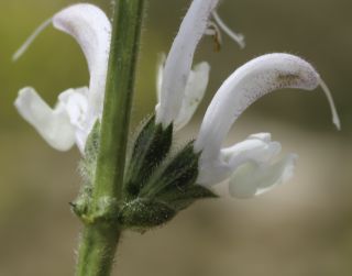 Salvia argentea L. [7/12]
