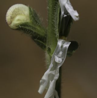 Salvia argentea L. [11/12]