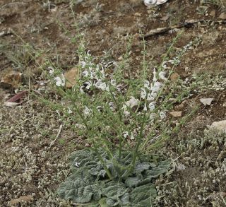 Salvia argentea L. [2/12]