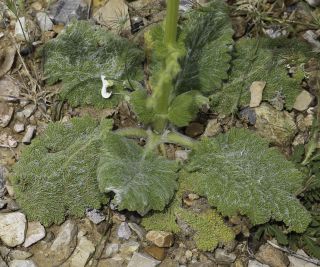 Salvia argentea L. [4/12]