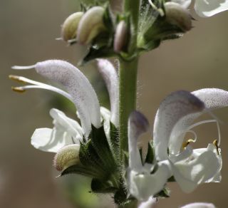 Salvia argentea L. [6/12]