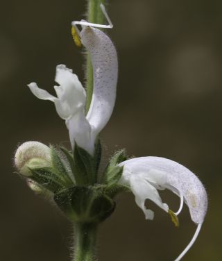 Salvia argentea L. [8/12]