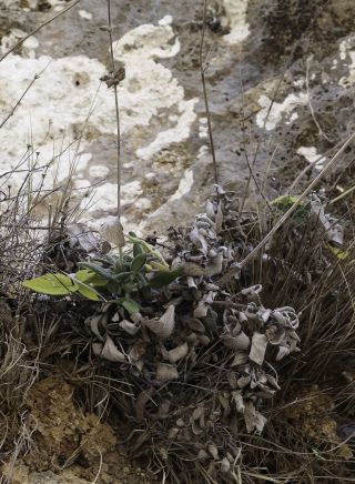 Salvia interrupta subsp. paui (Maire) Maire [1/5]