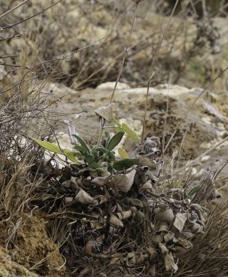 Salvia interrupta subsp. paui (Maire) Maire [2/5]