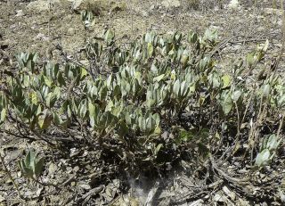 Salvia lavandulifolia subsp. blancoana (Webb & Heldr. ex Walp.) Rosúa & Blanca [1/7]