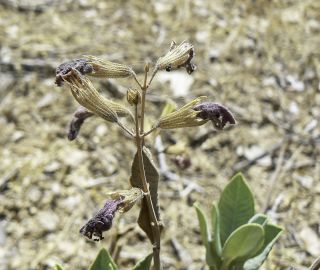Salvia lavandulifolia subsp. blancoana (Webb & Heldr. ex Walp.) Rosúa & Blanca [4/7]