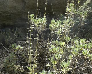 Salvia lavandulifolia subsp. blancoana (Webb & Heldr. ex Walp.) Rosúa & Blanca [5/7]