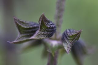 Salvia mouretii Batt. & Pitard [9/11]