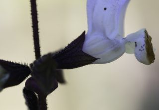 Salvia mouretii Batt. & Pitard [10/11]