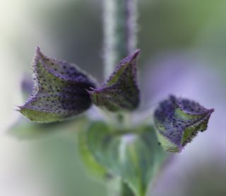Salvia mouretii Batt. & Pitard [11/11]
