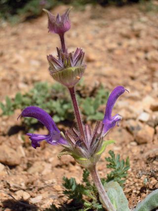 Salvia phlomoides Asso subsp. africana (Maire) Greuter & Burdet [5/10]
