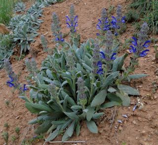 Salvia phlomoides Asso subsp. africana (Maire) Greuter & Burdet [9/11]