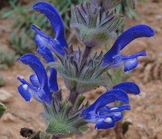 Salvia phlomoides Asso subsp. africana (Maire) Greuter & Burdet [10/11]