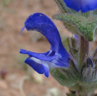 Salvia phlomoides Asso subsp. africana (Maire) Greuter & Burdet [11/11]
