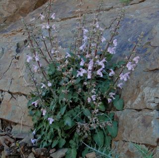 Salvia taraxacifolia Hooker [1/11]