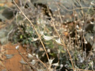 Salvia taraxacifolia Hooker [11/11]
