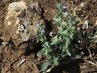 Salvia viridis L. [5/7]