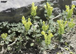 Scutellaria orientalis subsp. demnatensis Batt. [3/9]