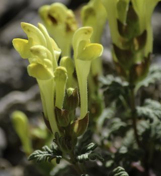 Scutellaria orientalis subsp. demnatensis Batt. [6/9]