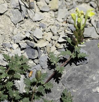 Scutellaria orientalis subsp. demnatensis Batt. [4/9]