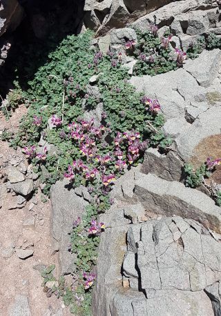 Scutellaria orientalis subsp. porphyrantha (Litard. & Maire) Ouyahya [1/1]