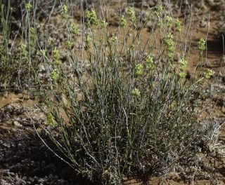 Sideritis arborescens Salzm. ex Benth. [2/8]