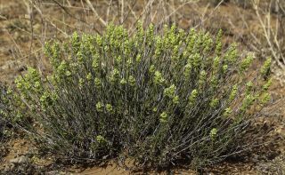 Sideritis arborescens Salzm. ex Benth. [3/8]