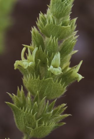 Sideritis arborescens Salzm. ex Benth. [5/8]