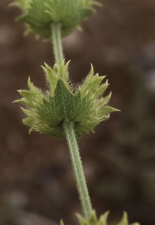 Sideritis arborescens Salzm. ex Benth. [7/8]