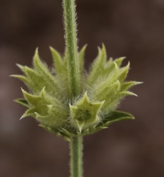 Sideritis arborescens Salzm. ex Benth. [8/8]