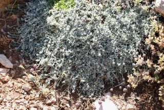Sideritis incana subsp. matris filiae (Emb. & Maire) Fennane [1/2]