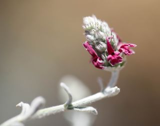 Sideritis incana subsp. matris filiae (Emb. & Maire) Fennane [2/2]