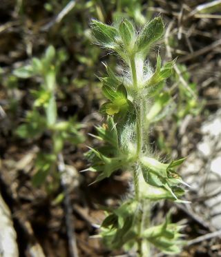 Sideritis montana L. subsp. ebracteata (Asso) Murb. [1/5]
