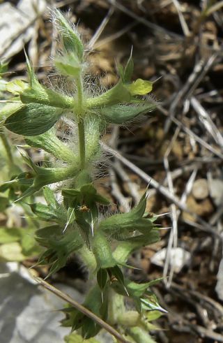 Sideritis montana L. subsp. ebracteata (Asso) Murb. [2/5]