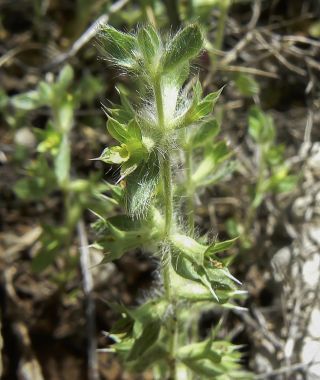 Sideritis montana L. subsp. ebracteata (Asso) Murb. [3/5]