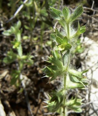 Sideritis montana L. subsp. ebracteata (Asso) Murb. [4/5]