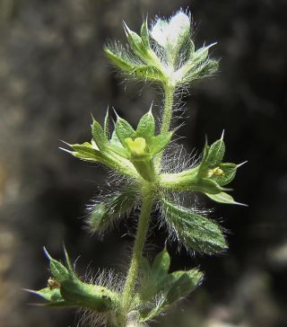 Sideritis montana L. subsp. ebracteata (Asso) Murb. [5/5]
