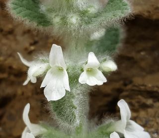 Sideritis villosa subsp. gossypina (Font Quer) Dobignard [4/9]