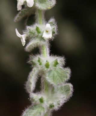 Sideritis villosa subsp. gossypina (Font Quer) Dobignard [7/9]