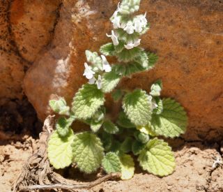 Sideritis villosa Cosson & Balansa subsp. villosa [14/15]
