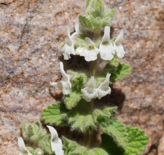 Sideritis villosa Cosson & Balansa subsp. villosa [15/15]