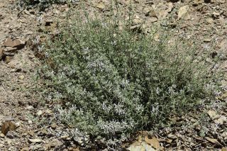 Stachys arenaria subsp. divaricatidens H. Lindb. fil. [1/9]